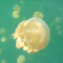 Golden jellyfish
