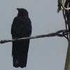 american crow