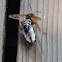 Cicada Killer with cicada