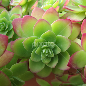 flower power by Dora Verlic - Flowers Single Flower