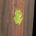 American Green Tree Frog