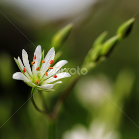 by Jane Bjerkli - Flowers Flowers in the Wild