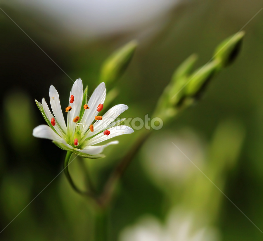 by Jane Bjerkli - Flowers Flowers in the Wild