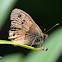 Mexican Pine-Satyr Butterfly