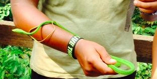 Green Whipping Snake