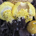 scaly yellow 'armillaria' mushroom