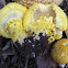 scaly yellow 'armillaria' mushroom
