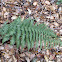 Coastal Wood Fern