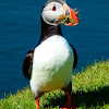Atlantic Puffin (gathering nest material)