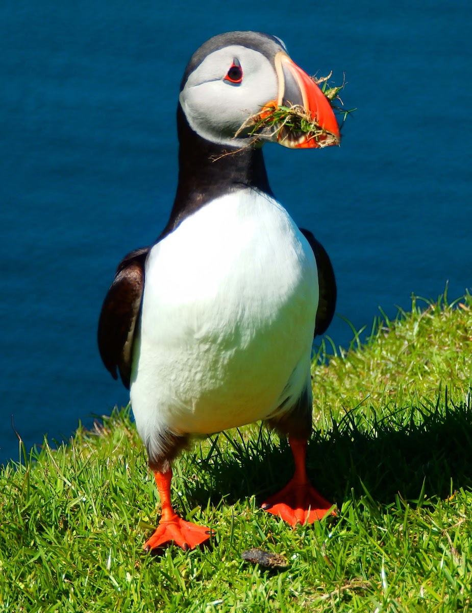 Atlantic Puffin (gathering nest material)
