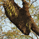 giant honey bee