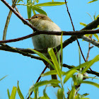 Marsh warbler