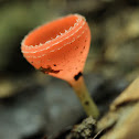 orange cup fungi