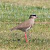 Crowned Plover (Crowned Lapwing)