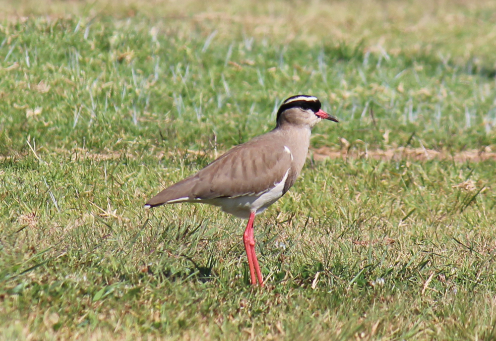 Crowned Plover (Crowned Lapwing)