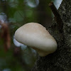 Birch polypore