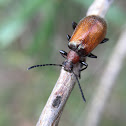 Honeynbrown beetle (Darkling)