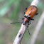 Honeynbrown beetle (Darkling)
