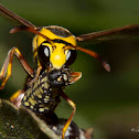 Yellow Potter Wasp