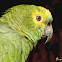 Papagaio-verdadeiro (Blue-fronted Parrot)
