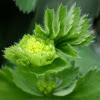 Lady's Mantle