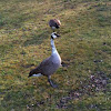 Piebald Canada Goose