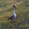 Piebald Canada Goose
