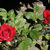 Miniature Rose 
