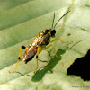 Common sawfly, female