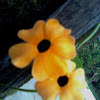 Black-Eyed Susan vine flower