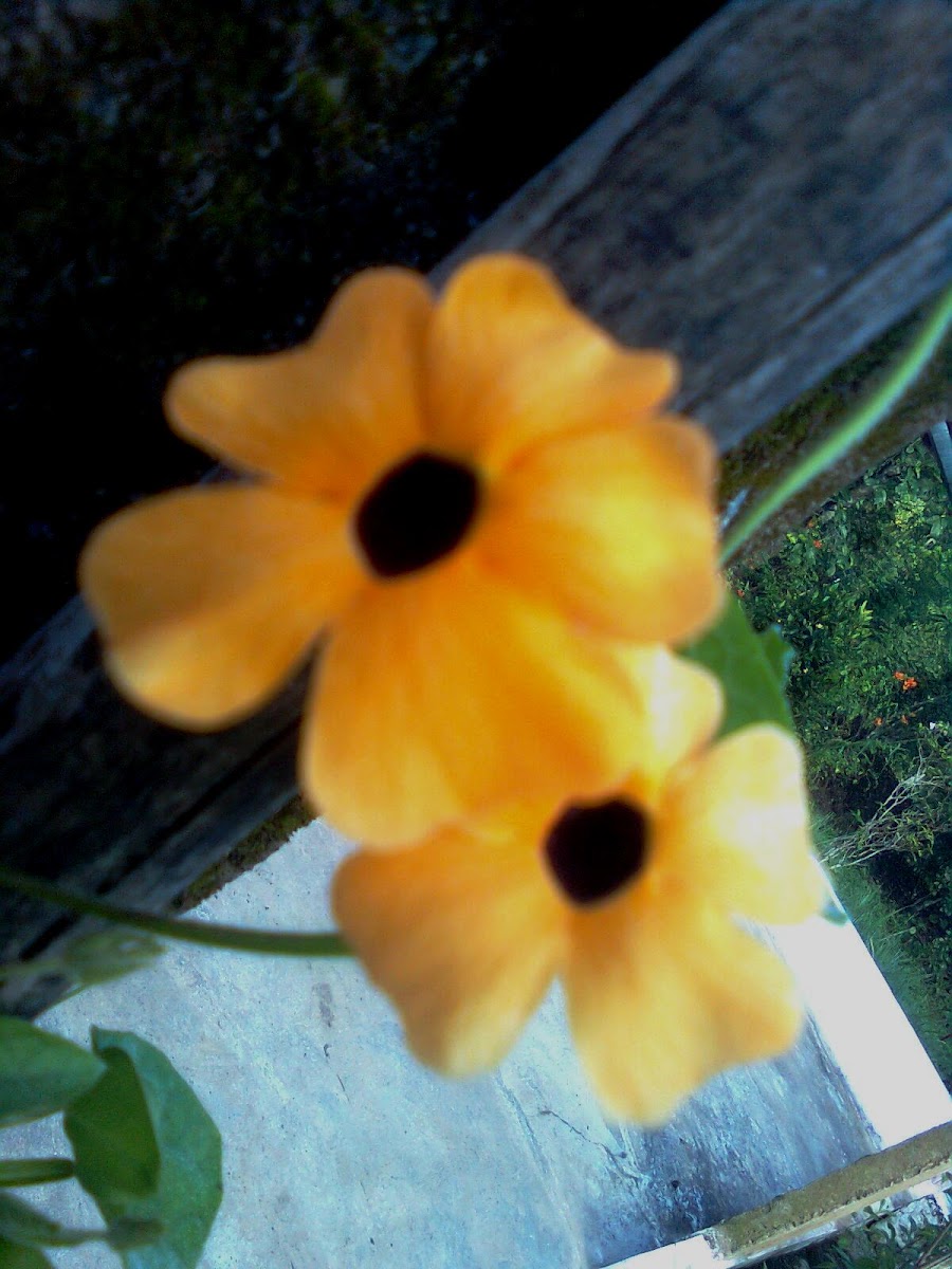 Black-Eyed Susan vine flower