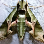  Pandorus sphinx moth