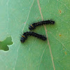 Emperor gum moth (larva)