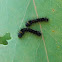 Emperor gum moth (larva)