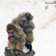 Japanese Macaque