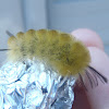 Banded Tussock Moth