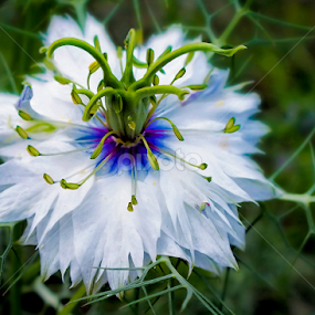 Center Chaos by LJ Ethier - Flowers Single Flower