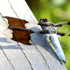 Common Whitetail dragonfly (male, breathing)