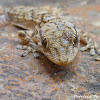 Baby European common gecko