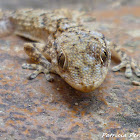 Baby European common gecko