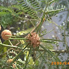 Leucaena leucocephala - الليوسينيا