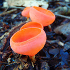 Wine Cup Mushroom