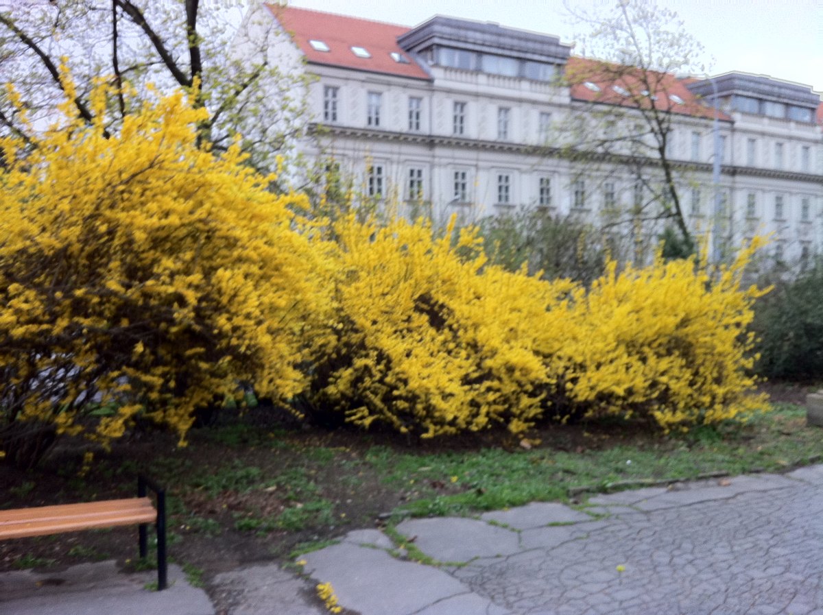 Forsythia 