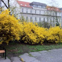 Forsythia 