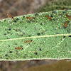 Ants/aphids