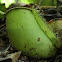 Pitcher Plant