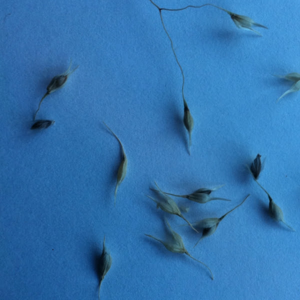 Indian Ricegrass | Project Noah