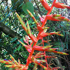 Gallito, Bromelia Tillandsia Guatemalensis