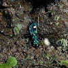 Central American montane tiger beetle
