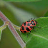 Twelve-spotted lady beetle